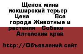 Щенок мини иокширский терьер › Цена ­ 10 000 - Все города Животные и растения » Собаки   . Алтайский край